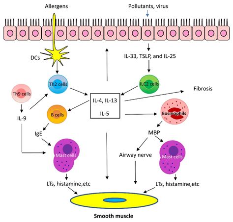 Understanding the Physiology: Exploring the Mechanism of Action of Tampons