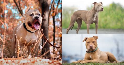 Understanding the Pitbull Breed: Myth vs. Reality