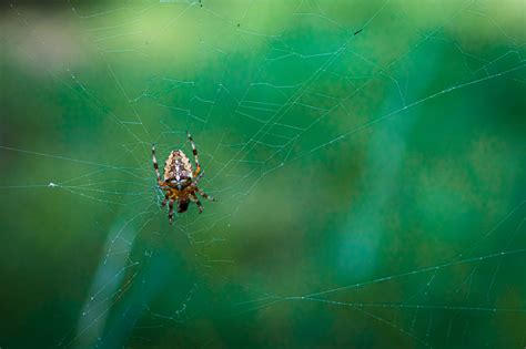 Understanding the Presence of a Spider on the Ceiling