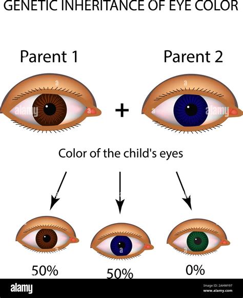 Understanding the Psychological Impact of Captivating Large Eyes on Parents