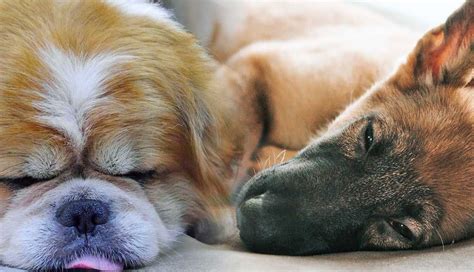 Understanding the Psychological Significance of Dreaming about Indulging Canines