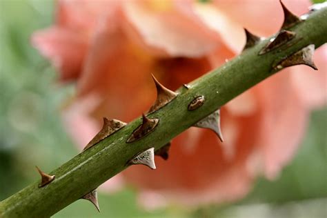 Understanding the Psychological Significance of Navigating Thorns in Dreams