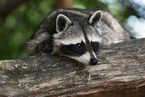 Understanding the Raccoon Predicament: Common Issues and Concerns