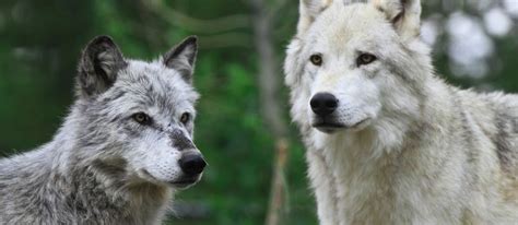 Understanding the Reality of Wolf Ownership