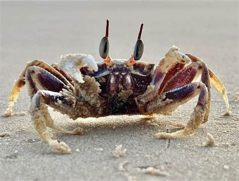 Understanding the Relationship Between Dreams of Crabs and Self-Defense Mechanisms