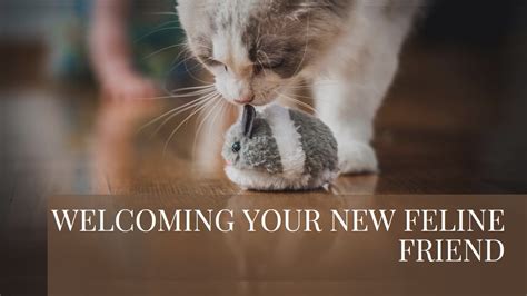 Understanding the Responsibility of Welcoming Feline Companions