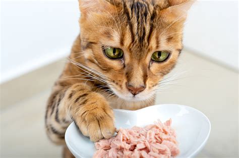 Understanding the Role of Diet in Curbing a Cat's Excessive Hunger