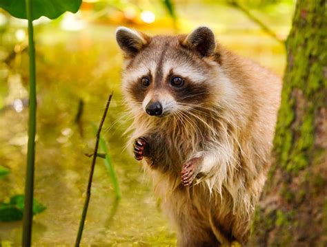 Understanding the Role of Fear and Anxiety in Encountering Raccoon Aggression within Dreams