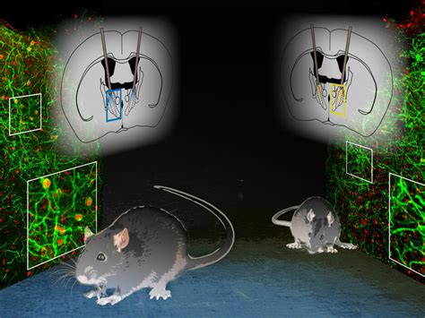 Understanding the Role of Fear and Anxiety in Rodent-Inhabited Dreams