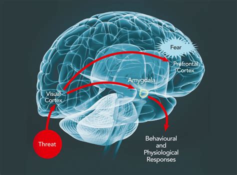 Understanding the Role of Nightmares in Processing Fear and Anxiety