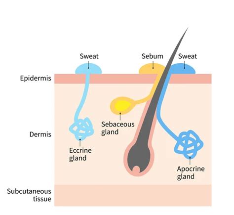 Understanding the Role of Perspiration and Sebaceous Glands in the Formation of Blemishes on the Neck