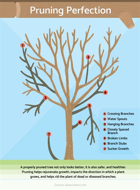 Understanding the Science: How and When to Prune Different Types of Trees