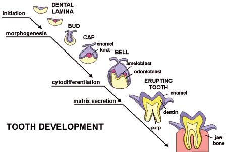 Understanding the Significance Behind the Emergence of Teeth