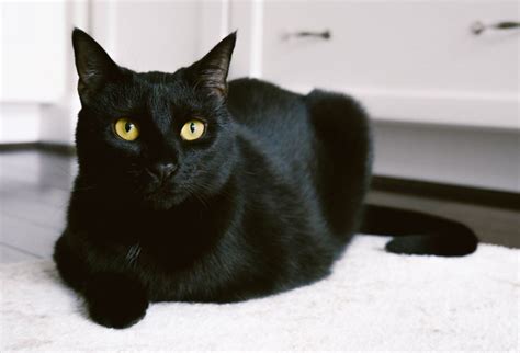 Understanding the Significance of Black Cats in Dreams