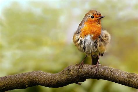 Understanding the Significance of Encountering a Departed Robin in a Dream