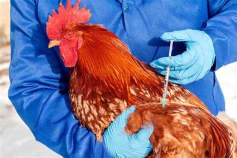 Understanding the Significance of Ensuring Purity in Poultry