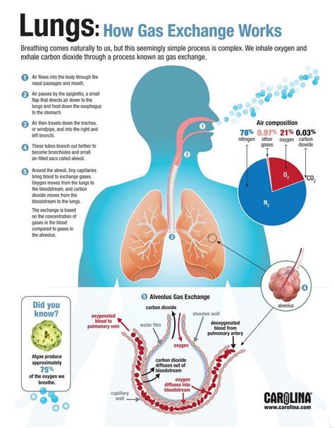 Understanding the Significance of Proper Respiration