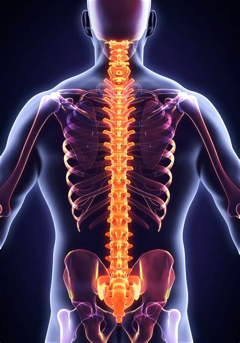 Understanding the Significance of Spinal Health