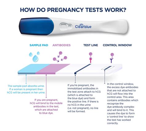 Understanding the Significance of a Favorable Pregnancy Test Outcome: Potential Interpretations