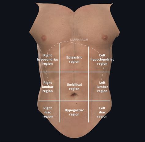 Understanding the Significance of a Healthy Abdomen