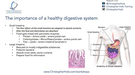 Understanding the Significance of a Healthy Digestive System