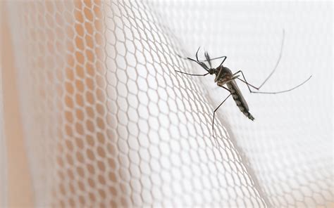 Understanding the Significance of a Mosquito Net