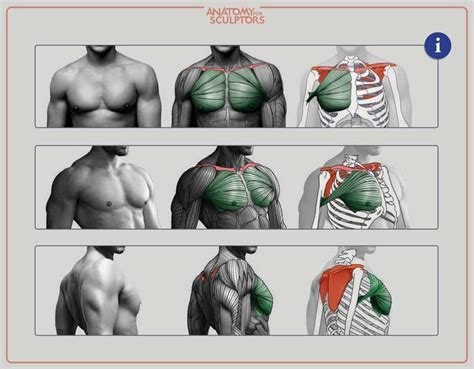 Understanding the Significance of a Powerful Chest