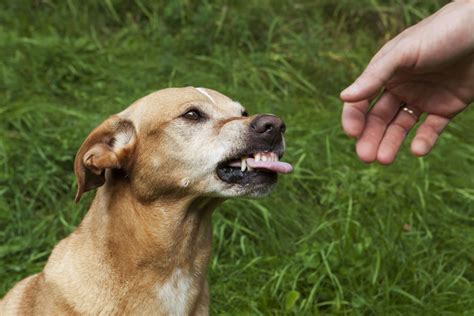 Understanding the Significance of the Aggressive Conduct Exhibited by Canines in Dreams