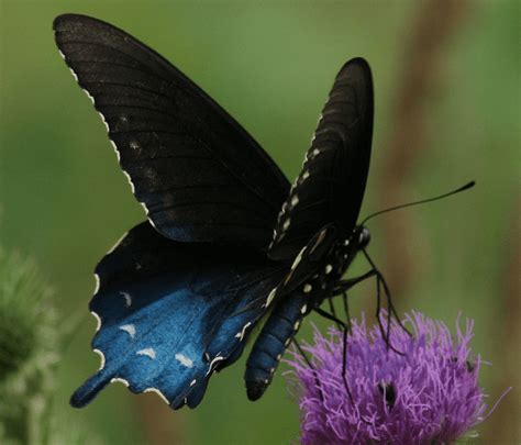 Understanding the Significance of the Majestic Dark Colored Butterfly in the Process of Change