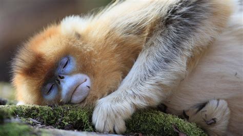 Understanding the Sleep Patterns of Wild Monkeys