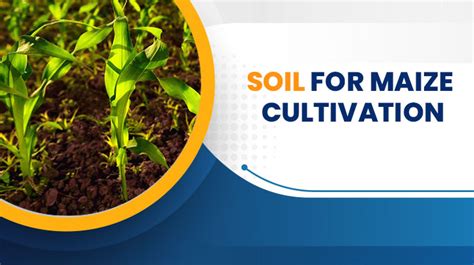 Understanding the Soil and Climate Requirements for Successful Maize Cultivation