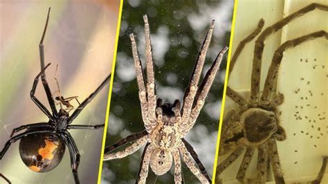 Understanding the Spooky and Alluring Fascination with Eight-Legged Creatures