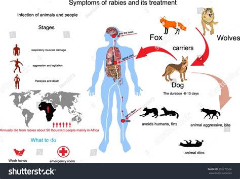 Understanding the Spread of the Rabies Virus