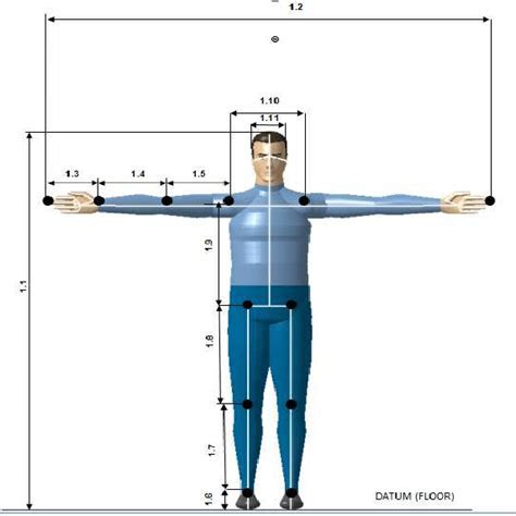 Understanding the Stature and Physical Dimensions of Angelica