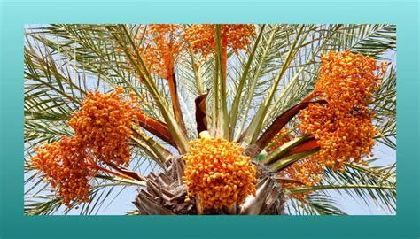 Understanding the Symbolic Significance of Palm Fruit