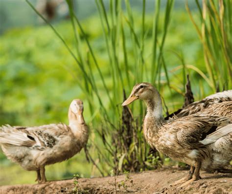 Understanding the Symbolism Behind a Dreadful Vision of Duck Processing