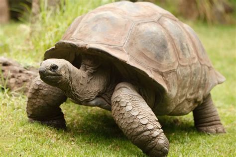 Understanding the Symbolism of the Small Tortoise