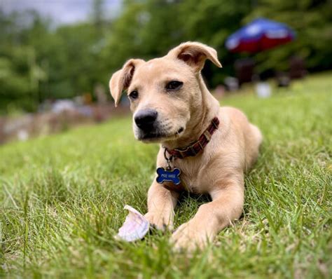 Understanding the Temperament and Personality Traits of Labrador Retrievers