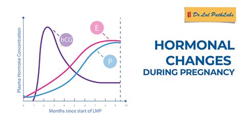 Understanding the Transformative Hormonal Shifts During Pregnancy