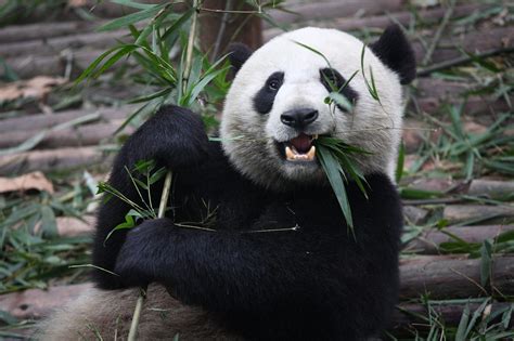 Understanding the Unique Dietary Requirements of Pandas: Exploring the Eating Habits of these Bamboo-Devouring Behemoths