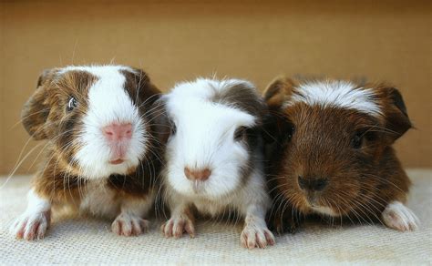 Understanding the Unique Requirements of Infant Guinea Piggies