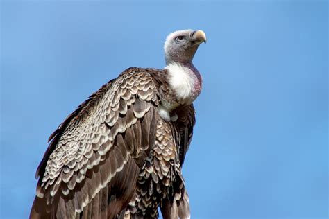 Understanding the Vulture's Traits: Decoding its Significance