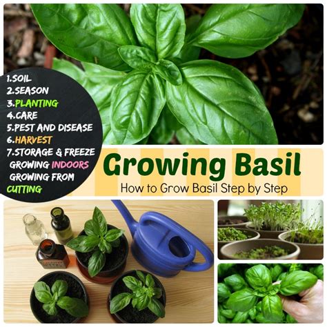 Understanding the Watering Needs of Healthy Basil Plants