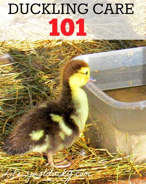 Understanding the care requirements for raising a duckling companion