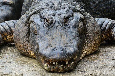 Unearthing the Dark Side of Alligator Symbolism: Fears and Dangers