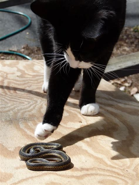 Unearthing the Meaning: What Does a Snake Biting a Cat Suggest?