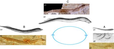 Unearthing the Significance of Larvae in Reveries