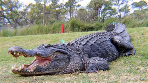 Unexpected Harmony: The Coexistence of Humans and Alligators