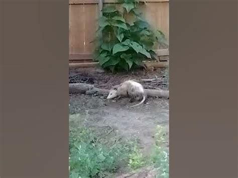 Unexpected Visitor: a Surprise Encounter with a Tiny Marsupial in my Backyard