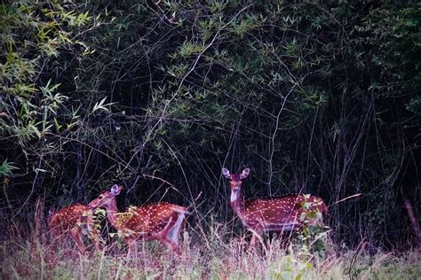 Unexpected Wildlife: A Serendipitous Meeting in the Concrete Jungle